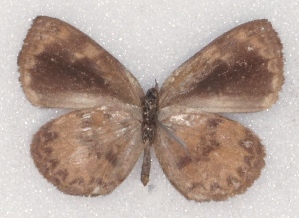  ( - MLIB-2327)  @11 [ ] CreativeCommons - Attribution Non-Commercial Share-Alike (2018) Michel Libert Centre for Biodiversity Genomics