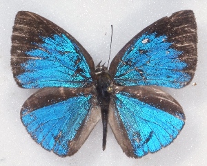  ( - MLIB-2331)  @11 [ ] CreativeCommons - Attribution Non-Commercial Share-Alike (2018) Michel Libert Centre for Biodiversity Genomics