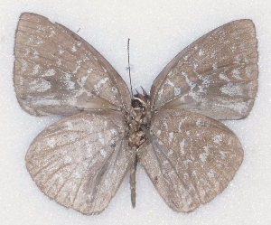  ( - MLIB-2331)  @11 [ ] CreativeCommons - Attribution Non-Commercial Share-Alike (2018) Michel Libert Centre for Biodiversity Genomics