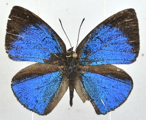  ( - MLIB-2332)  @11 [ ] CreativeCommons - Attribution Non-Commercial Share-Alike (2018) Michel Libert Centre for Biodiversity Genomics