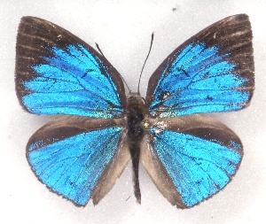  ( - MLIB-2333)  @11 [ ] CreativeCommons - Attribution Non-Commercial Share-Alike (2018) Michel Libert Centre for Biodiversity Genomics