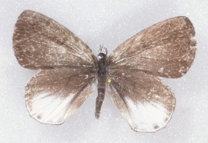  (Cupidesthes thyrsis - MLIB-2352)  @11 [ ] CreativeCommons - Attribution Non-Commercial Share-Alike (2018) Michel Libert Centre for Biodiversity Genomics