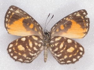  (Liptena amabilis - MLIB-2365)  @11 [ ] CreativeCommons - Attribution Non-Commercial Share-Alike (2018) Michel Libert Centre for Biodiversity Genomics