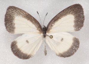  (Liptena immaculata immaculata - MLIB-2378)  @11 [ ] CreativeCommons - Attribution Non-Commercial Share-Alike (2018) Michel Libert Centre for Biodiversity Genomics