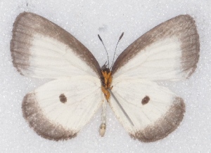  ( - MLIB-2378)  @11 [ ] CreativeCommons - Attribution Non-Commercial Share-Alike (2018) Michel Libert Centre for Biodiversity Genomics