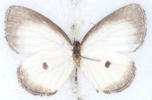  (Liptena immaculata - MLIB-2516)  @11 [ ] CreativeCommons - Attribution Non-Commercial Share-Alike (2019) Michel Libert Centre for Biodiversity Genomics