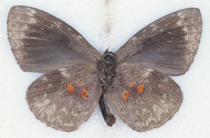  ( - MLIB-2531)  @11 [ ] CreativeCommons - Attribution Non-Commercial Share-Alike (2019) Michel Libert Centre for Biodiversity Genomics