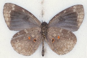  ( - MLIB-2532)  @11 [ ] CreativeCommons - Attribution Non-Commercial Share-Alike (2019) Michel Libert Centre for Biodiversity Genomics