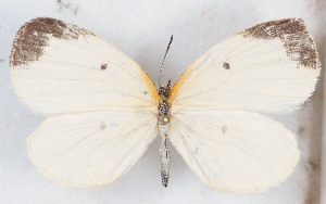  ( - MLIB-2542)  @11 [ ] CreativeCommons - Attribution Non-Commercial Share-Alike (2019) Michel Libert Centre for Biodiversity Genomics