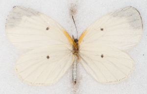  ( - MLIB-2542)  @11 [ ] CreativeCommons - Attribution Non-Commercial Share-Alike (2019) Michel Libert Centre for Biodiversity Genomics