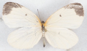  ( - MLIB-2543)  @11 [ ] CreativeCommons - Attribution Non-Commercial Share-Alike (2019) Michel Libert Centre for Biodiversity Genomics