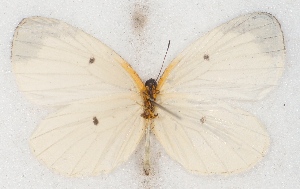  ( - MLIB-2543)  @11 [ ] CreativeCommons - Attribution Non-Commercial Share-Alike (2019) Michel Libert Centre for Biodiversity Genomics