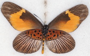  (Mimacraea fulvaria - MLIB-2580)  @11 [ ] CreativeCommons - Attribution Non-Commercial Share-Alike (2019) Michel Libert Centre for Biodiversity Genomics