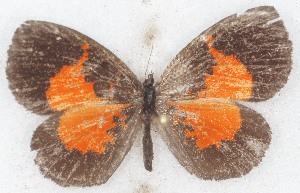 ( - MLIB-2631)  @11 [ ] by-nc-na (2020) Michel Libert Centre for Biodiversity Genomics