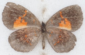  ( - MLIB-2631)  @11 [ ] by-nc-na (2020) Michel Libert Centre for Biodiversity Genomics