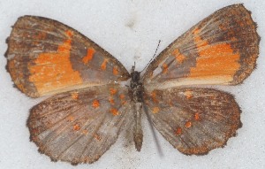  ( - MLIB-2632)  @11 [ ] by-nc-na (2020) Michel Libert Centre for Biodiversity Genomics