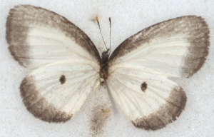  ( - MLIB-2653)  @11 [ ] by-nc-na (2020) Michel Libert Centre for Biodiversity Genomics