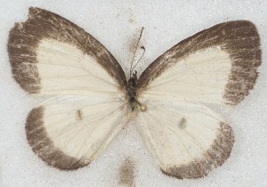  ( - MLIB-2654)  @11 [ ] by-nc-na (2020) Michel Libert Centre for Biodiversity Genomics