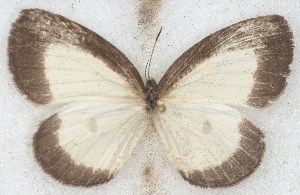  ( - MLIB-2655)  @11 [ ] by-nc-na (2020) Michel Libert Centre for Biodiversity Genomics