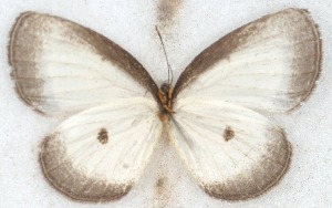  ( - MLIB-2655)  @11 [ ] by-nc-na (2020) Michel Libert Centre for Biodiversity Genomics