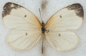  ( - MLIB-2684)  @11 [ ] by-nc-na (2020) Michel Libert Centre for Biodiversity Genomics