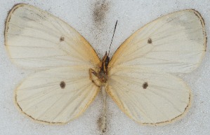  ( - MLIB-2684)  @11 [ ] by-nc-na (2020) Michel Libert Centre for Biodiversity Genomics