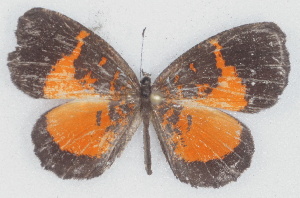  ( - MLIB-2756)  @11 [ ] by-nc-na (2021) Michel Libert Centre for Biodiversity Genomics