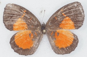  (Eresiomera carolinae - MLIB-2757)  @11 [ ] by-nc-na (2021) Michel Libert Centre for Biodiversity Genomics