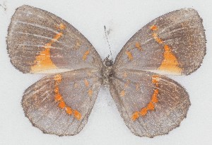  ( - MLIB-2757)  @11 [ ] by-nc-na (2021) Michel Libert Centre for Biodiversity Genomics