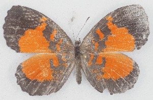  (Eresiomera nancy - MLIB-2759)  @11 [ ] by-nc-na (2021) Michel Libert Centre for Biodiversity Genomics