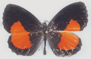  ( - MLIB-2761)  @11 [ ] by-nc-na (2021) Michel Libert Centre for Biodiversity Genomics