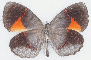  ( - MLIB-2761)  @11 [ ] by-nc-na (2021) Michel Libert Centre for Biodiversity Genomics