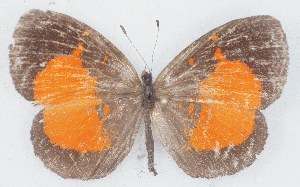  ( - MLIB-2762)  @11 [ ] by-nc-na (2021) Michel Libert Centre for Biodiversity Genomics
