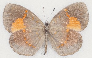  ( - MLIB-2762)  @11 [ ] by-nc-na (2021) Michel Libert Centre for Biodiversity Genomics