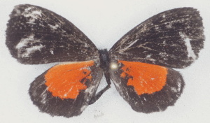  (Eresiomera mitumba - MLIB-2763)  @11 [ ] by-nc-na (2021) Michel Libert Centre for Biodiversity Genomics