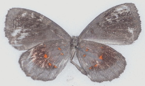  ( - MLIB-2763)  @11 [ ] by-nc-na (2021) Michel Libert Centre for Biodiversity Genomics