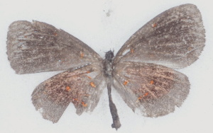  ( - MLIB-2764)  @11 [ ] by-nc-na (2021) Michel Libert Centre for Biodiversity Genomics
