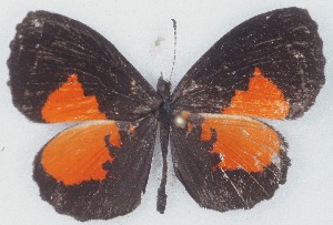  ( - MLIB-2769)  @11 [ ] by-nc-na (2021) Michel Libert Centre for Biodiversity Genomics