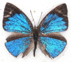  ( - MLIB-2227)  @13 [ ] CreativeCommons - Attribution Non-Commercial Share-Alike (2017) Michel Libert Centre for Biodiversity Genomics