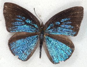  (Stempfferia congoana congoana - MLIB-2232)  @13 [ ] CreativeCommons - Attribution Non-Commercial Share-Alike (2017) Michel Libert Centre for Biodiversity Genomics