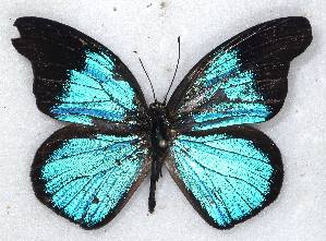  ( - MLIB-2261)  @12 [ ] CreativeCommons - Attribution Non-Commercial Share-Alike (2017) Michel Libert Centre for Biodiversity Genomics