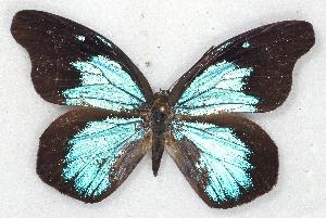  ( - MLIB-2276)  @13 [ ] CreativeCommons - Attribution Non-Commercial Share-Alike (2017) Michel Libert Centre for Biodiversity Genomics