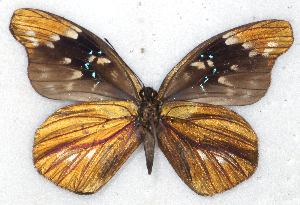 ( - MLIB-2276)  @12 [ ] CreativeCommons - Attribution Non-Commercial Share-Alike (2017) Michel Libert Centre for Biodiversity Genomics