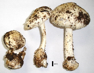  (Amanita exitialis - TOX13-55-09121)  @11 [ ] Copyright (2017) Unspecified National Institute of Health, Dept of Medical Sciences