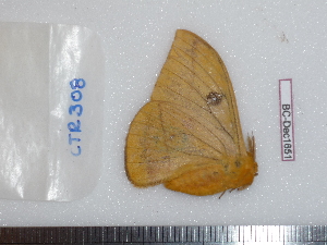  ( - BC-Dec1651)  @11 [ ] Copyright (2010) Thibaud Decaens Universite de Rouen, laboratoire ECODIV