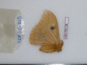  ( - BC-Dec1681)  @11 [ ] Copyright (2010) Thibaud Decaens Universite de Rouen, laboratoire ECODIV