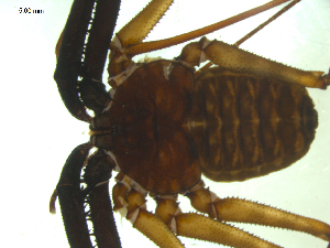  (Damon annulatipes - AcAT 2009-967-02)  @13 [ ] CreativeCommons - Attribution (2010) CBG Photography Group Centre for Biodiversity Genomics