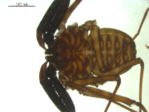  (Damon variegatus - AcAT 2009-969-02)  @13 [ ] CreativeCommons - Attribution (2010) CBG Photography Group Centre for Biodiversity Genomics