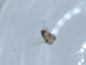  ( - BIOUG55438-G03)  @11 [ ] CreativeCommons - Attribution (2020) Centre for Biodiversity Genomics Centre for Biodiversity Genomics