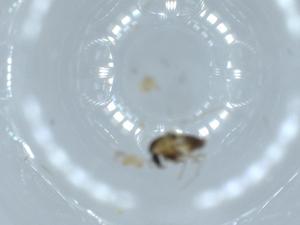  ( - BIOUG55439-E08)  @11 [ ] CreativeCommons - Attribution (2020) Centre for Biodiversity Genomics Centre for Biodiversity Genomics